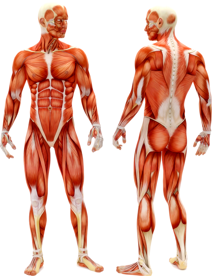 Exercises interactive